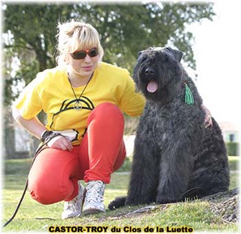 bouvier des flandres du clos de la luette - copyright déposé